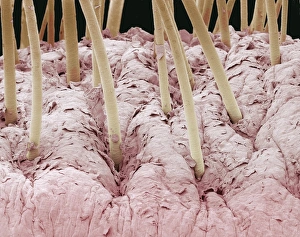 Scanning Electron Microscopy SEM Images Stampe: Squirrel monkey lip, SEM