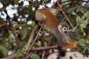 Squirrel Monkey Stampe: Squirrel monkey picking fruit in a tree