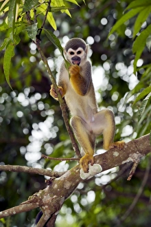 Central America Primates Stampe: Squirrel monkey in a tree