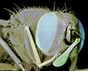 Compound Eye Insect Stampe: Stable fly, SEM
