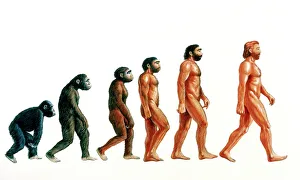 Fasi dellevoluzione umana.