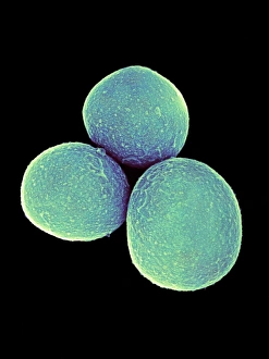 Staphylococcus Aureus Bacteria Stampe: Staphylococcus aureus bacteria, SEM