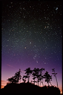 Stampe di Cielo stellato sopra gli alberi Immagini datate 2012 aprile: Cielo stellato sopra gli alberi