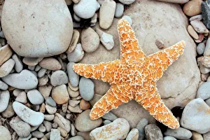 Stampe di Stelle di mare sono state trovate su una spiaggia con piccole rocce. Le stelle marine hanno un simmetria radiale tipica e cinque braccia che si estendono da un punto centrale Immagini datate 2010: Stelle di stella sulla spiaggia