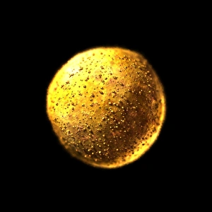Stampe di La cellula stematica, arte informatico per la grafica Immagini datate 2004 dicembre: Cellula madre
