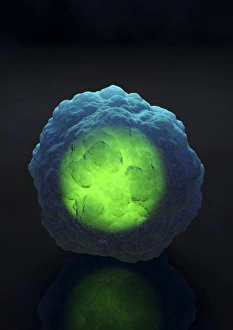 Stampe di Un cellulare madre con un nucleo che emana luce. Un cellulare madre è una cellula non specializzata che può produrre altre tipologie di cellule quando si divide Immagini datate 2009 maggio: Cellula madre d'arte