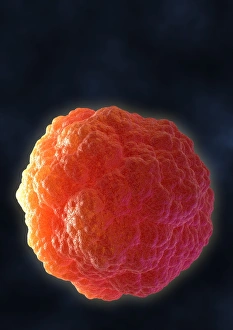 Stem Cell Biology Stampe: Stem cell, computer artwork