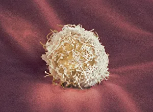 Stampe di Iliocelli madre, immagine con microscopio elettronegativo di colore (SEM). I liocelli madri possono differenziarsi in qualsiasi altro tipo cellulare Immagini datate 2008 febbraio: Cellula madre, SEM