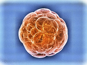 Stem Cell Research Stampe: Stem cells, artwork
