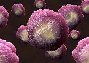 Stampe di Le cellule staminali con nuclei luminosi, arte informatica. Le cellule staminali sono cellulari non differenziate che possono produrre altri tipi di cellulare quando si dividono Immagini del 12 maggio 2009: Cellule staminali, arte