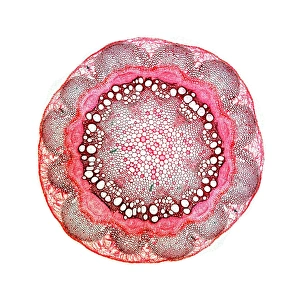 Light Microscopy Images Stampe: Stem of old mans beard