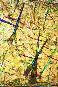 Polarised Light Microscopy Stampe: Stinging nettle leaf, light micrograph