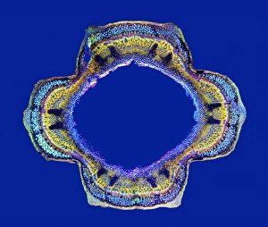 Polarised Light Microscopy Images Stampe: Stinging nettle stem, light micrograph