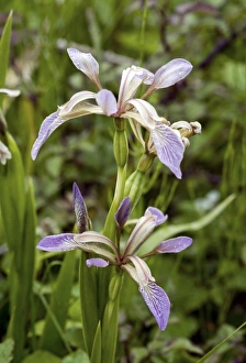 Stampe di Fiori di Iris puzzolosi (Iris foetidissima). Fotografati a Braunton Burrows, nel Devon, Regno Unito Immagini datate 2008 gennaio: Iride fetida (Iris foetidissima)