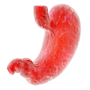 Stomach Anatomy Stampe: Stomach, computer artwork