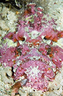 Camouflage In Nature Stampe: Stonefish