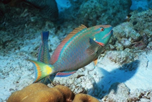 Atlantic Ocean Fauna Stampe: Stoplight parrotfish