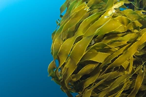 Marine Algae Images Stampe: Strap kelp