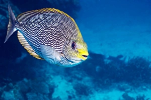 Andaman Sea Fish Stampe: Streaked spinefoot fish