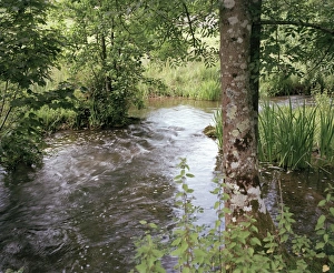 Wiltshire Landscape Stampe: Stream
