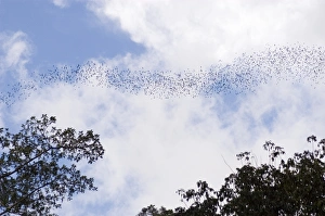 Stampe di Il flusso di pipistrelli (ordine Chiroptera) che esce dalla Grotta Cervo nel Parco Nazionale Mulu a Sarawak Immagini datate 2006 giugno: Corrente di pipistrelli