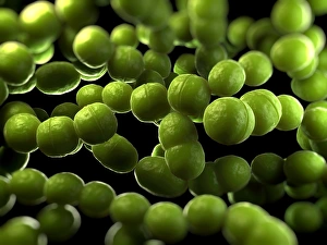 Stampe di Batteri Streptococcus, arte Immagini datate 2012 aprile: Batteri di Streptococcus, arte