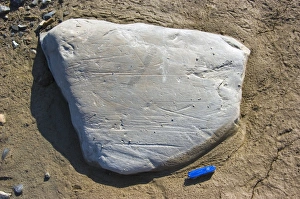 Glacial Erratic Stampe: Striated erratic