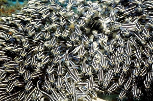 Tropical Ocean Fauna Stampe: Striped eel catfish