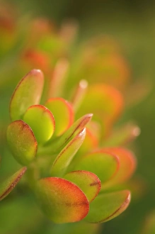 Succulent Plant Photos Stampe: Succulent