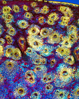Plant Vascular System Stampe: Sugar cane stem, light micrograph