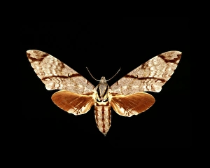 Hawk Moth Species Stampe: Sumatran hawk moth