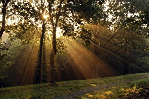 Sunbeams Through Trees Stampe: Sun beams