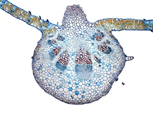 Stampe di L'ala del girasole. Microfotografia di una sezione trasversale attraverso il midollo della foglia di un girasole (Helianthus annuus) Immagini datate 2009 ottobre: Foglia di girasole, micrografo luminoso