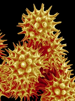 Pollen Grain Morphology Stampe: Sunflower pollen, SEM