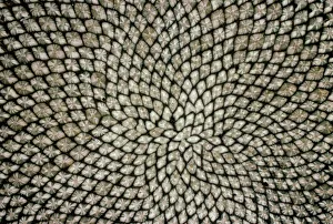 Stampe botaniche: Capolupo di girasole