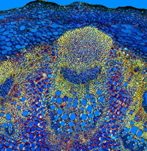Vascular Bundle Structure Stampe: Sunflower stem, light micrograph