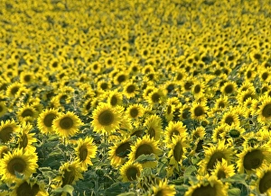 Loire Valley Landscape Stampe: Sunflowers
