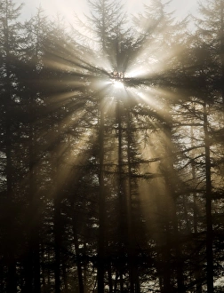 Sunlight Through Trees Stampe: Sunlight through pine trees