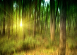 Tree Silhouette Images Stampe: Sunlit forest, artwork