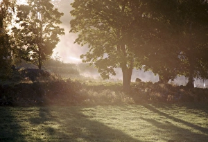 Nature Photography Sweden Stampe: Sunrise through trees