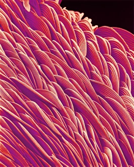 Stampe di La superficie del corpo di un mosquito Immagini datate 2001 ottobre: Superficie di mosca, SEM