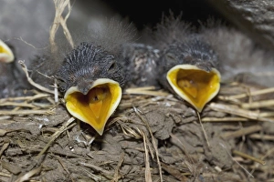 House Martin Nest Stampe: Swallow chicks