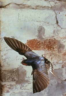 Swallow Bird Pictures Stampe: Swallow in flight