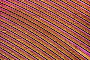 Light Microscopy Images Stampe: Swan feather, light micrograph