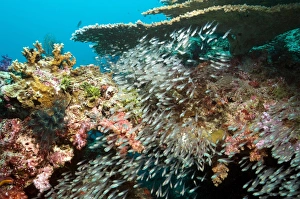 Reef Fish Species Stampe: Sweeper fish