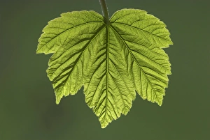 Spring Foliage Stampe: Sycamore leaf