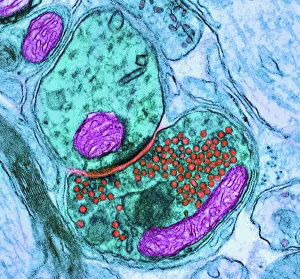 Corpo Umano Stampe: Punto di unione del nervo sinapsi, TEM
