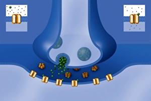 Nerve Impulse Transmission Stampe: Synapse structure, artwork