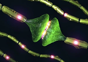 Neuron Communication Stampe: Synapses, artwork