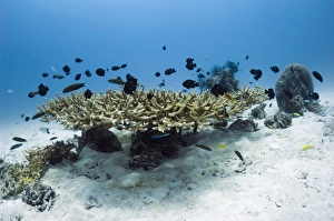 Marine Biodiversity Hotspot Stampe: Table coral